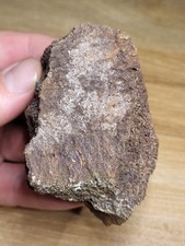 Bargain dinosaur fossil for sale  SOLIHULL