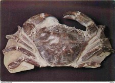 Minerals archaeogyron peruvian d'occasion  Expédié en Belgium