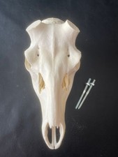 H17 schädel rothirsch gebraucht kaufen  Coesfeld
