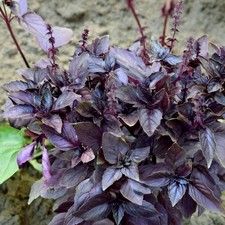 Basil dark opal for sale  LLANDYSUL