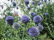 Kugeldistel blau 100 gebraucht kaufen  Köthen-Umland