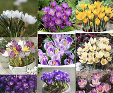 Seeds crocus germination for sale  Goldsboro