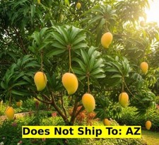 Fruit tebow mango for sale  Miami