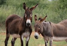 Postkarte esel tier gebraucht kaufen  Hamdorf