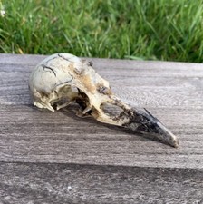 Carrion crow bird for sale  ISLE OF SKYE