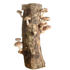 Shiitake mushroom log for sale  Denver