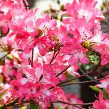 Azalea japonica izum for sale  NORTHWICH