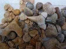 Lot 100 petits d'occasion  Saint-Aubin-sur-Mer