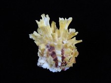 Concha do mar Chama Lazarus 52mm ID#9102, usado comprar usado  Enviando para Brazil