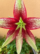 Hippeastrum lapacense hybrid usato Hippeastrum lapacense hybrid usato  Bagnoregio