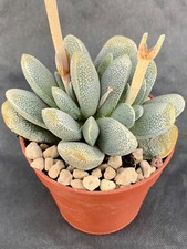 Crassula tecta pot usato  Vallebona