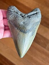 Huge megalodon shark for sale  Bellevue