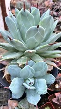 Succulent agave parrti for sale  USA