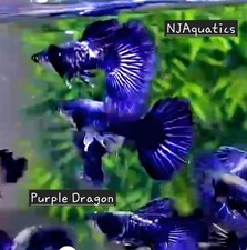 guppies for sale guppies for sale Santa Clara