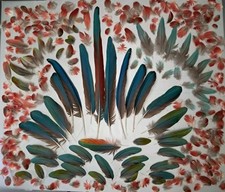 Greenwing macaw feathers for sale  Arcadia