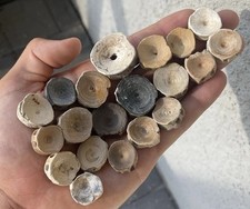 Fossilized shark vertebrae for sale  Hollywood