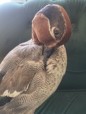 Beautiful taxidermy green for sale  RHYL