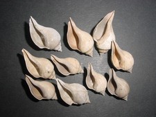 Bartonian eocene sycostoma for sale  RINGWOOD