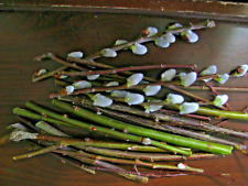 White pussy willow for sale  Irwin