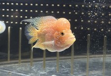 Golden base flowerhorn for sale  Manvel