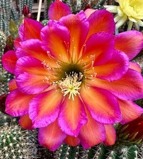Trichocereus ibrido ka2018.123 usato  Spedire a Italy