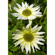 Sunflower green heart for sale  SALISBURY