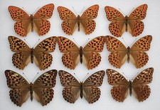 insect collection for sale insect collection for sale PERSHORE