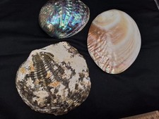 Tellermuschel regenbogen abalo gebraucht kaufen  Worms