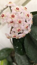 hoya carnosa for sale  CARDIFF
