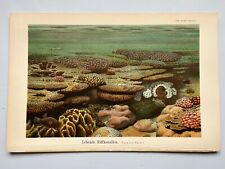 Live reef coral for sale  HORNCASTLE