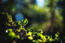 135mm f2.8 lens for sale  BRIDGEND