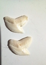 Lot dents requin d'occasion  Tarbes