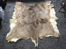 Whitetail deer hide for sale  Rochester