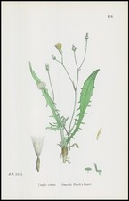 1902 crepis virens d'occasion  Expédié en Belgium