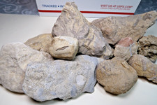 Lot collection fossils for sale  Chillicothe