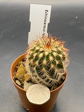 Echinocereus reichenbachii for sale  MOLD