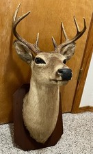 deer head for sale deer head for sale Spokane