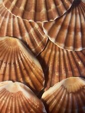 Red scallop shells for sale  UK