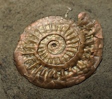 Iridescent juvenile caloceras for sale  BRISTOL