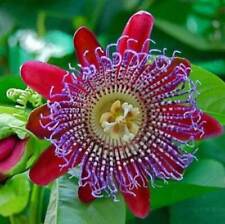 Passiflora quadrangularis semi usato  Italia