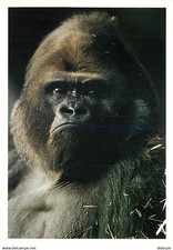 Animaux singes gorille d'occasion  Fruges