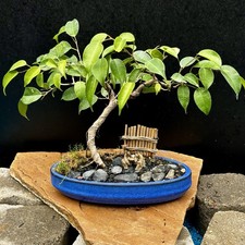 Tigers bark ficus for sale  Brentwood
