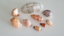Lot coquillages marins d'occasion  Vallauris