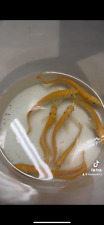 High quality albino for sale  Saint Louis