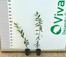 N.2 pianta ulivo usato N.2 pianta ulivo usato  Altamura