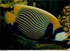 Animals fish tropical d'occasion  Expédié en Belgium