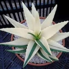 White green aloe for sale  Denver