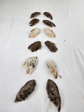 Quail wings training for sale  Casper
