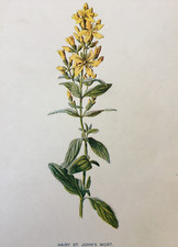 Hairy john wort for sale Hairy john wort for sale  TORRINGTON