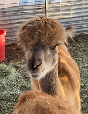 Alpaca poop beans for sale  Hesperia